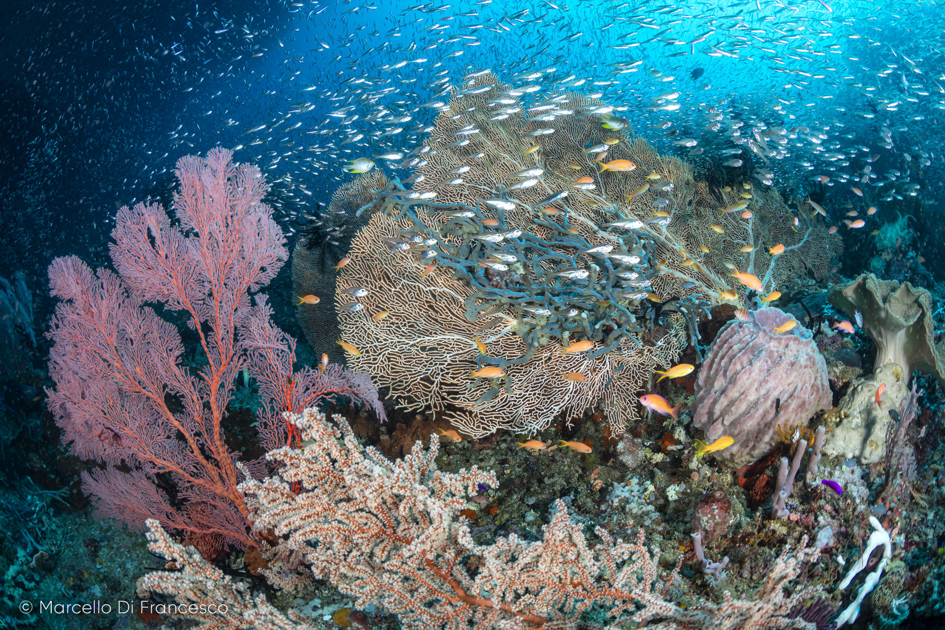 Aree Marine Protette