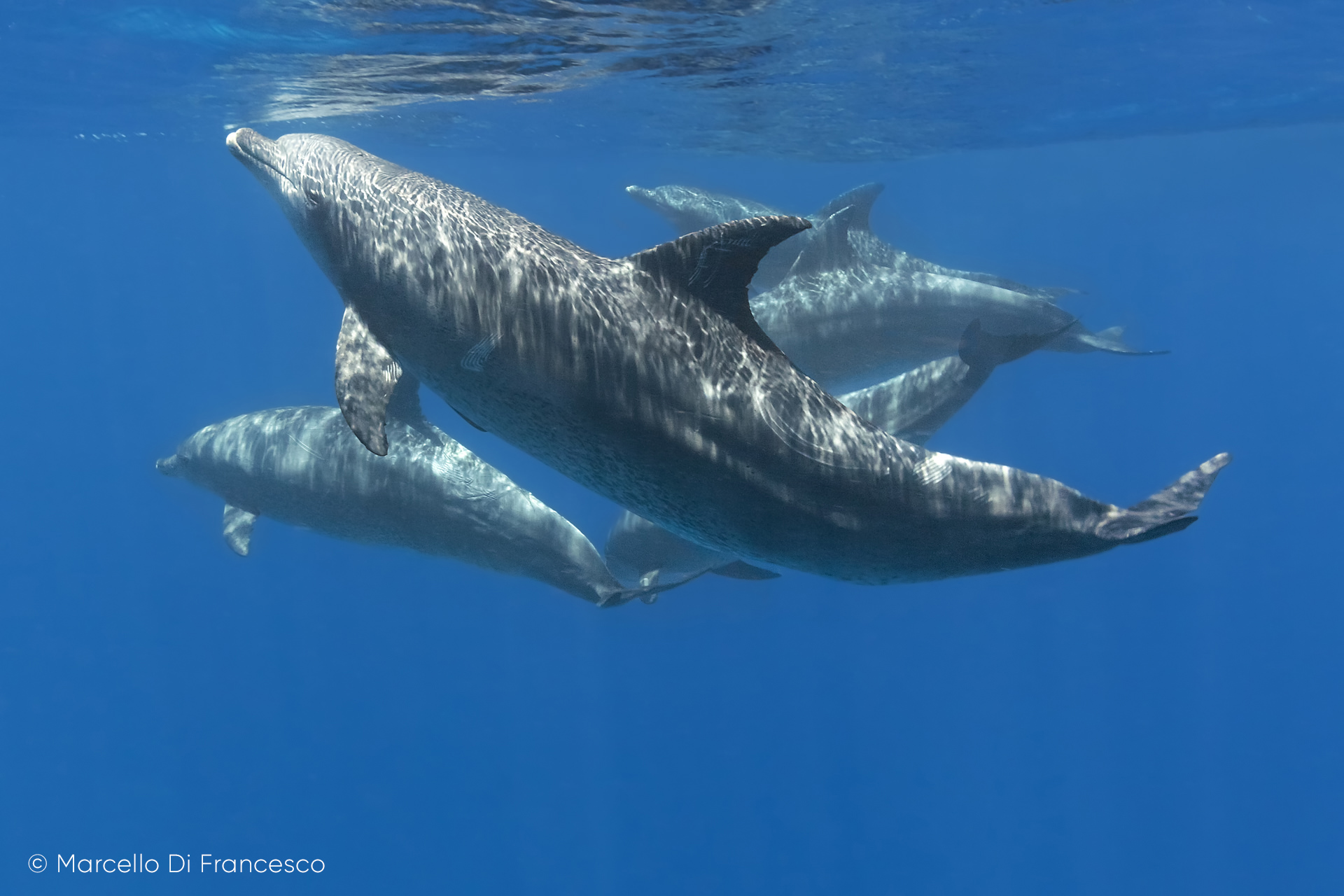 7 buone ragioni per unirti a Marevivo