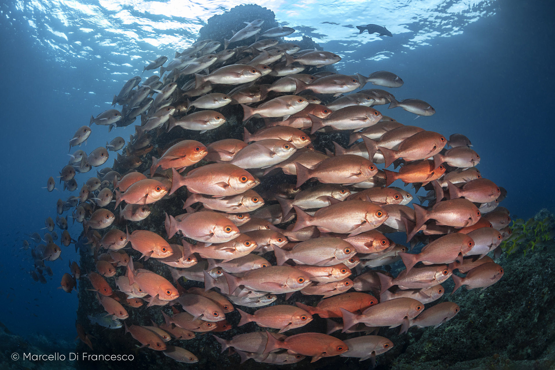 Mare sotto attacco – Prendi parte