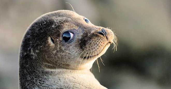 La Foca Monaca del Mediterraneo