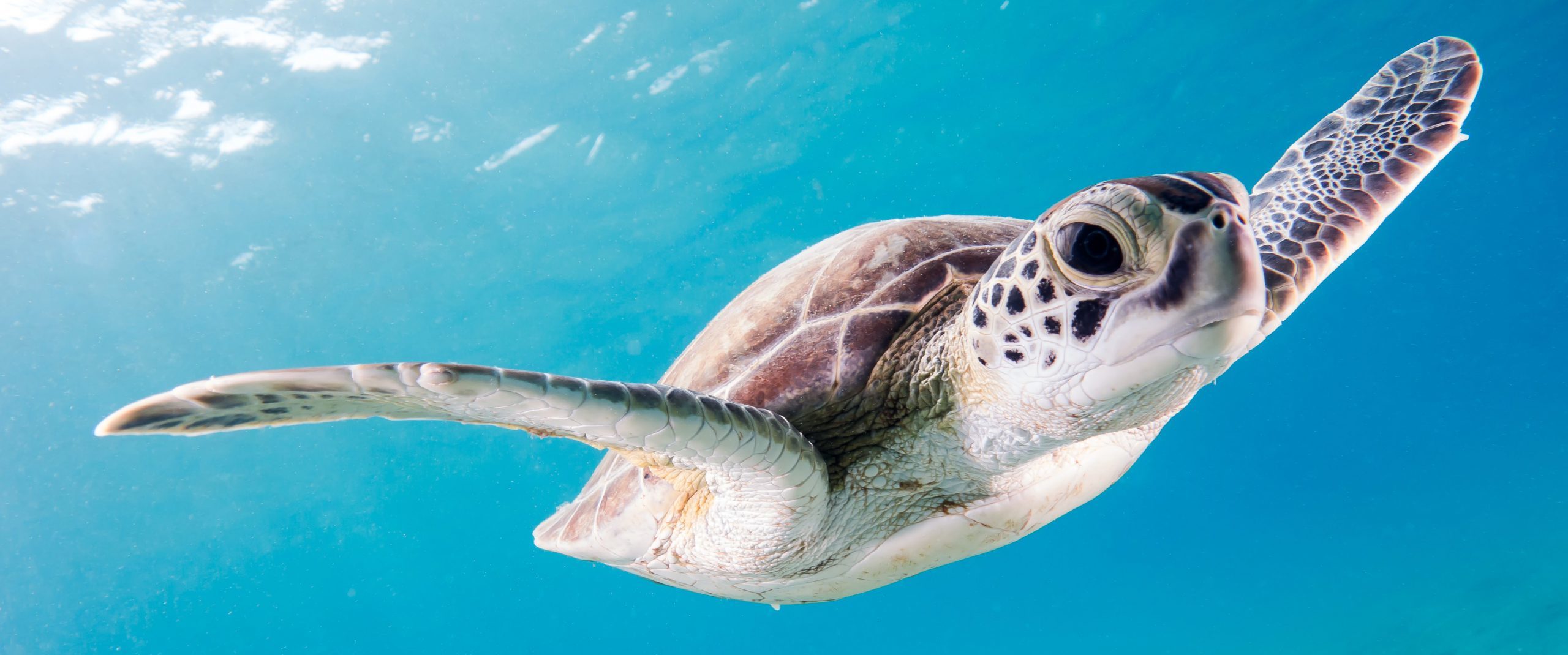 “Il nostro futuro dipende dalla salute del mare: proteggiamolo”