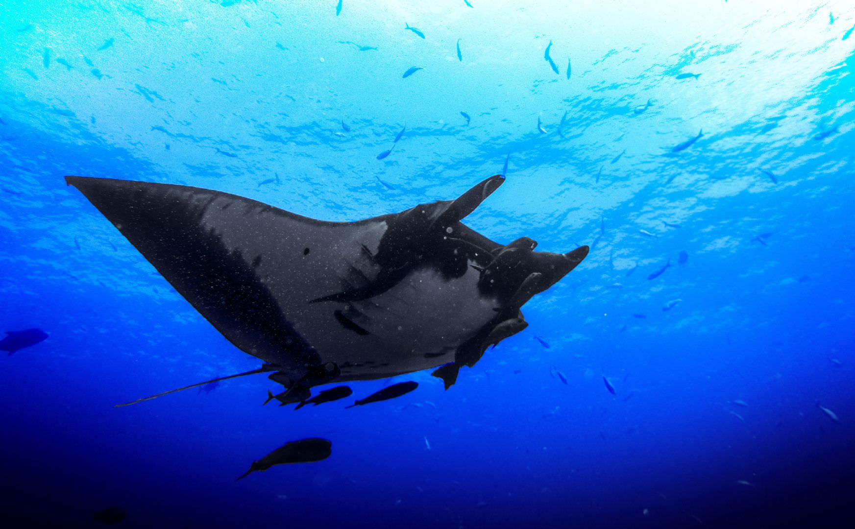 La manta: uno scialle nel blu