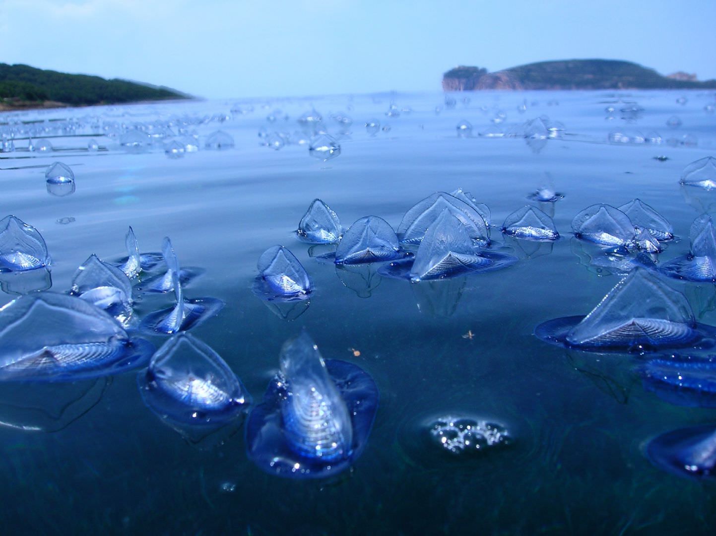 La barchetta di San Pietro (Velella velella)