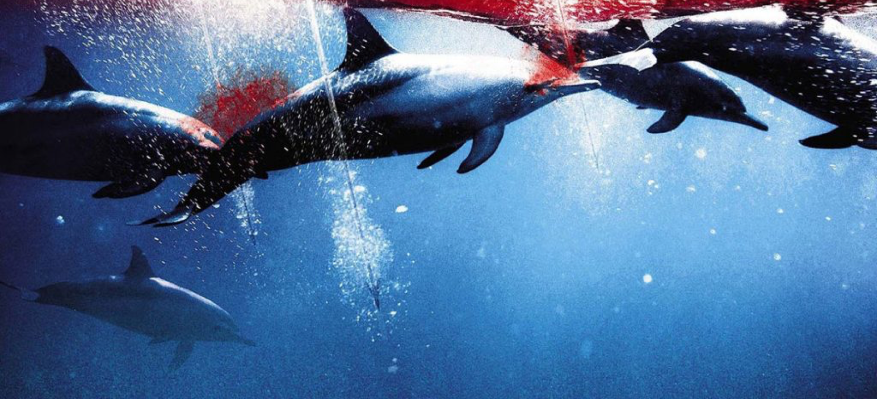 La petizione #StopMassacroDelfini