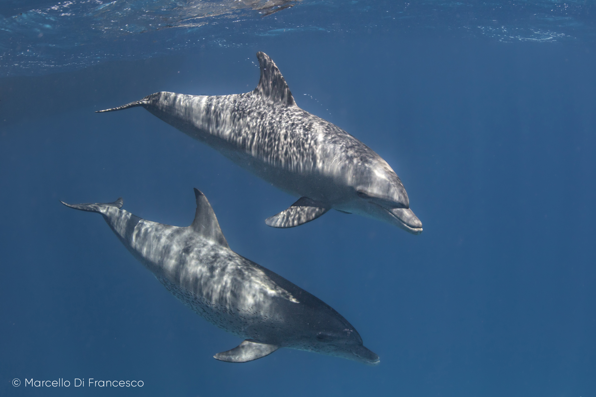 DELFINI DA PROTEGGERE