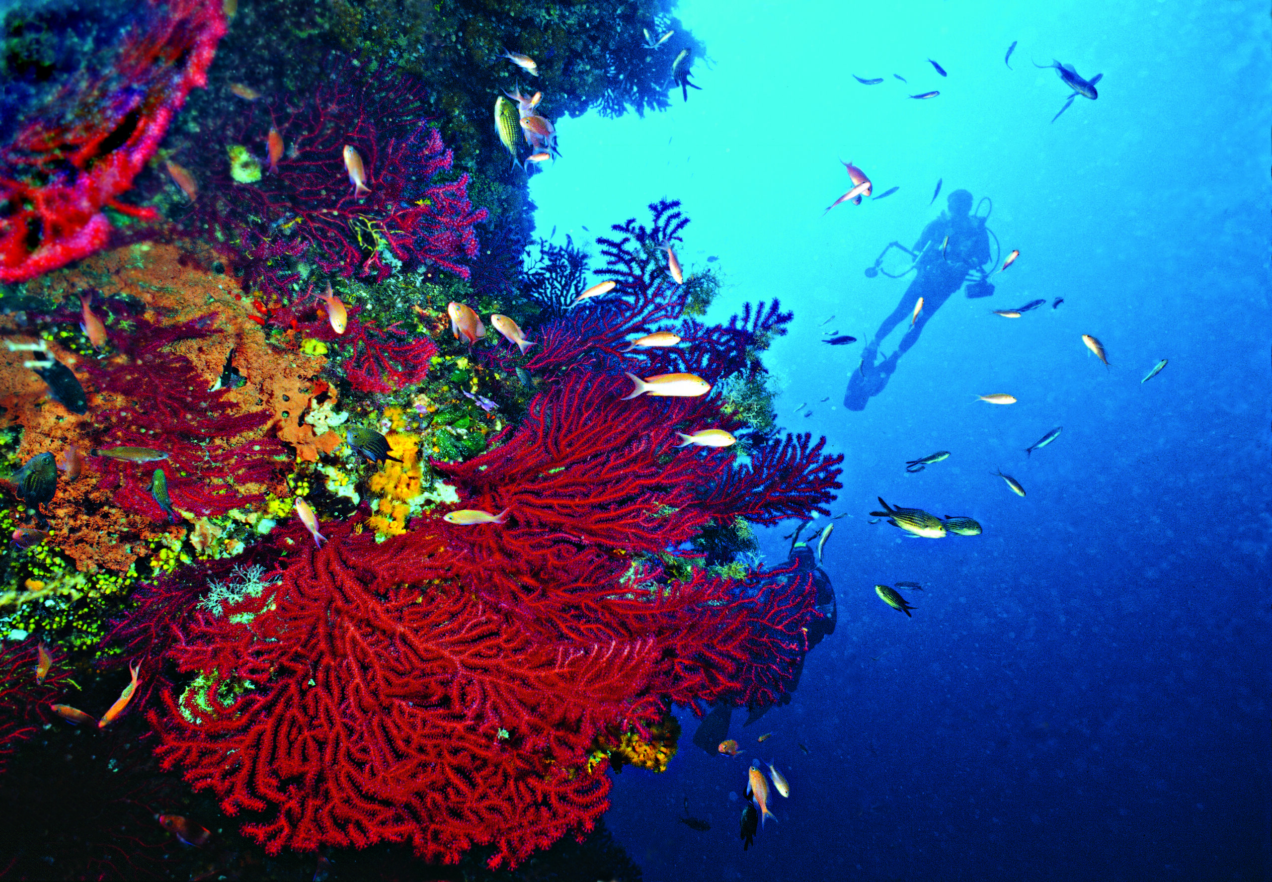 L’ONU ratifica il Trattato dell’Alto Mare: ora servono le azioni concrete dei singoli Paesi