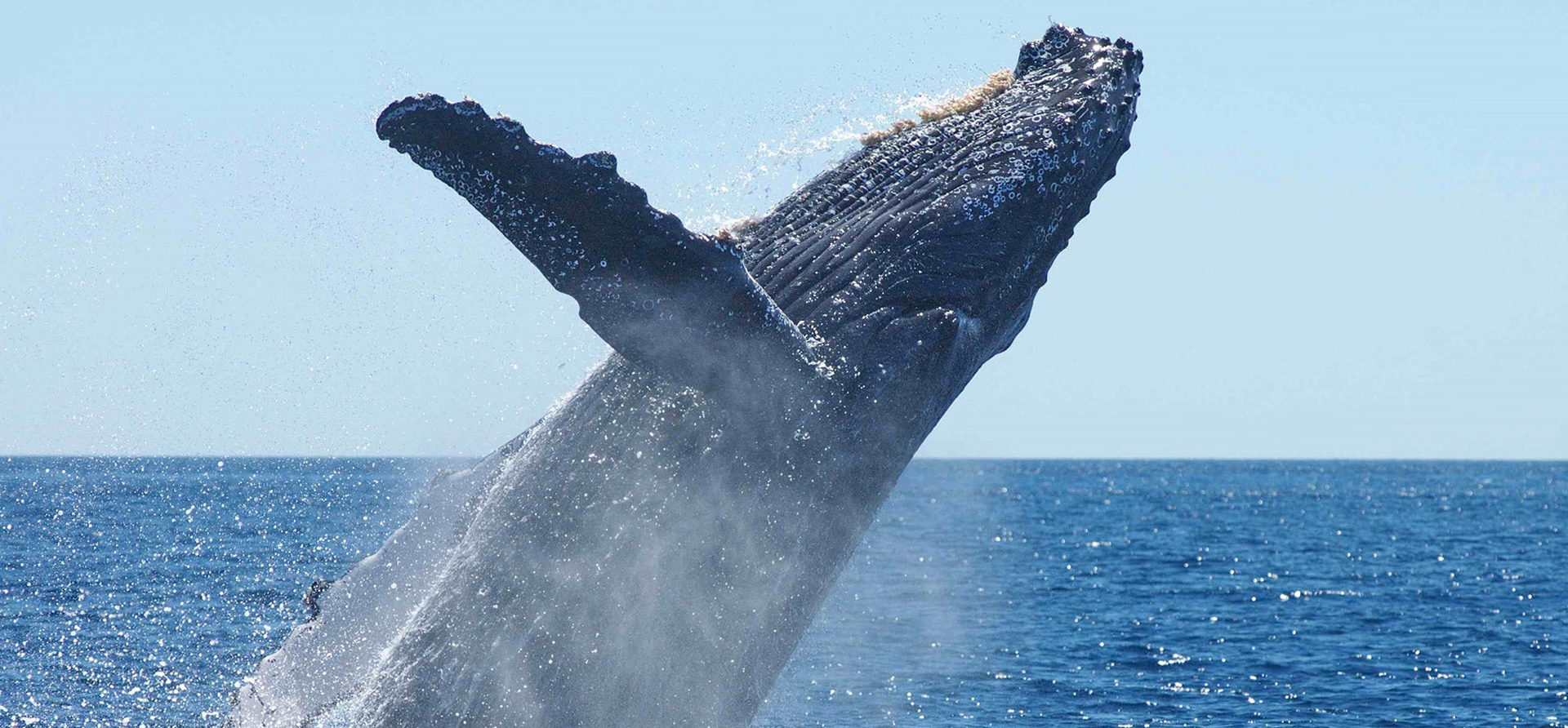 Blu Al Plurale. L’evento live streaming di Marevivo per la Giornata Mondiale degli Oceani