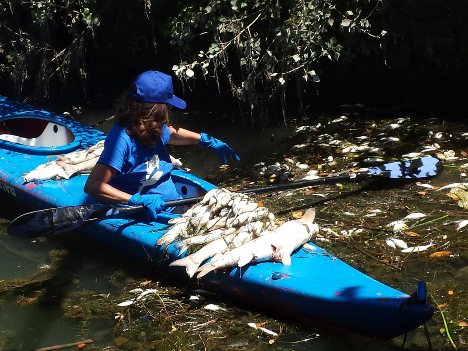 Moria di pesci nel Tevere, Marevivo chiede un Commissario Straordinario