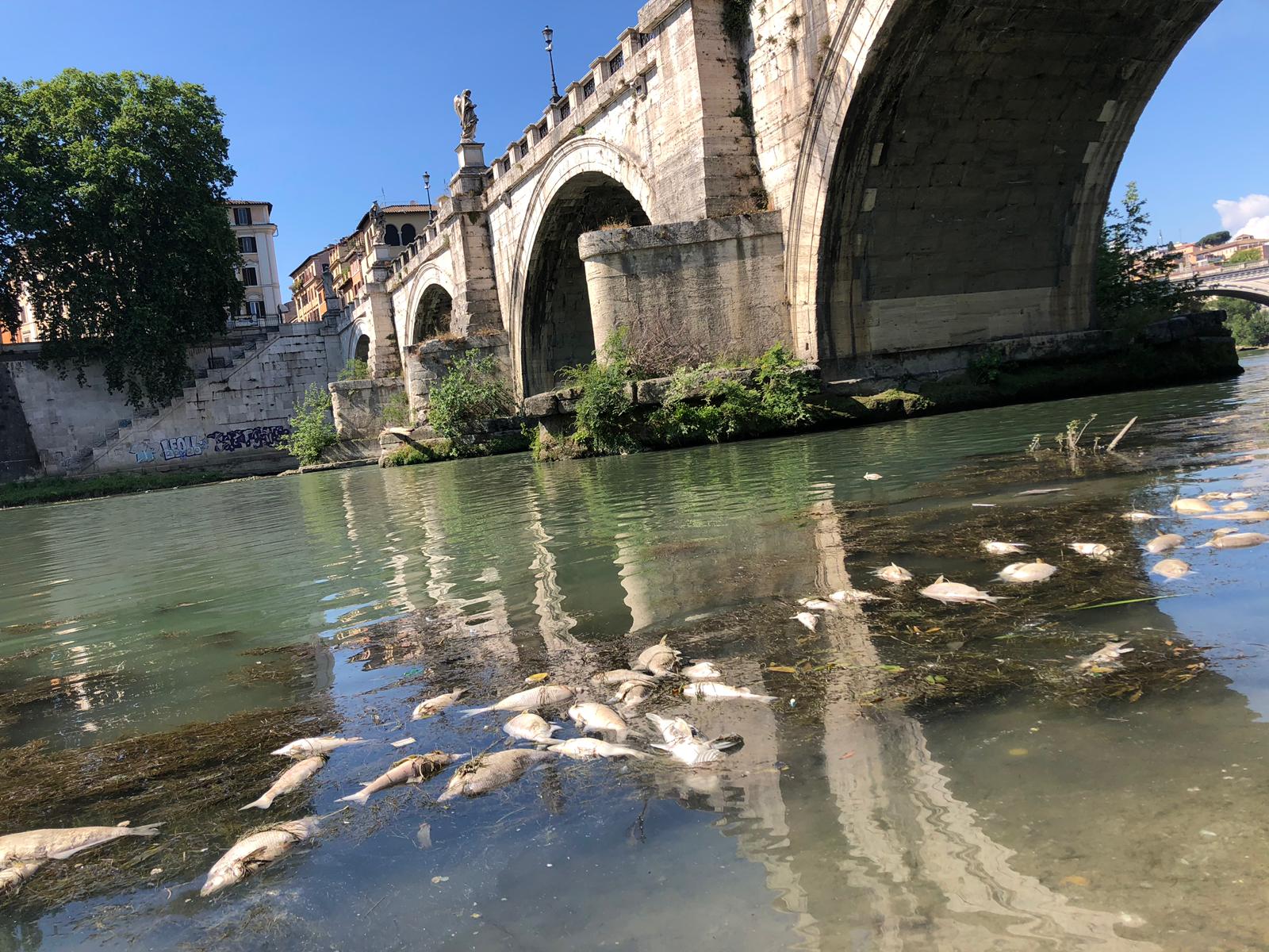 Morie di pesci nel Tevere, cosa sta succedendo?