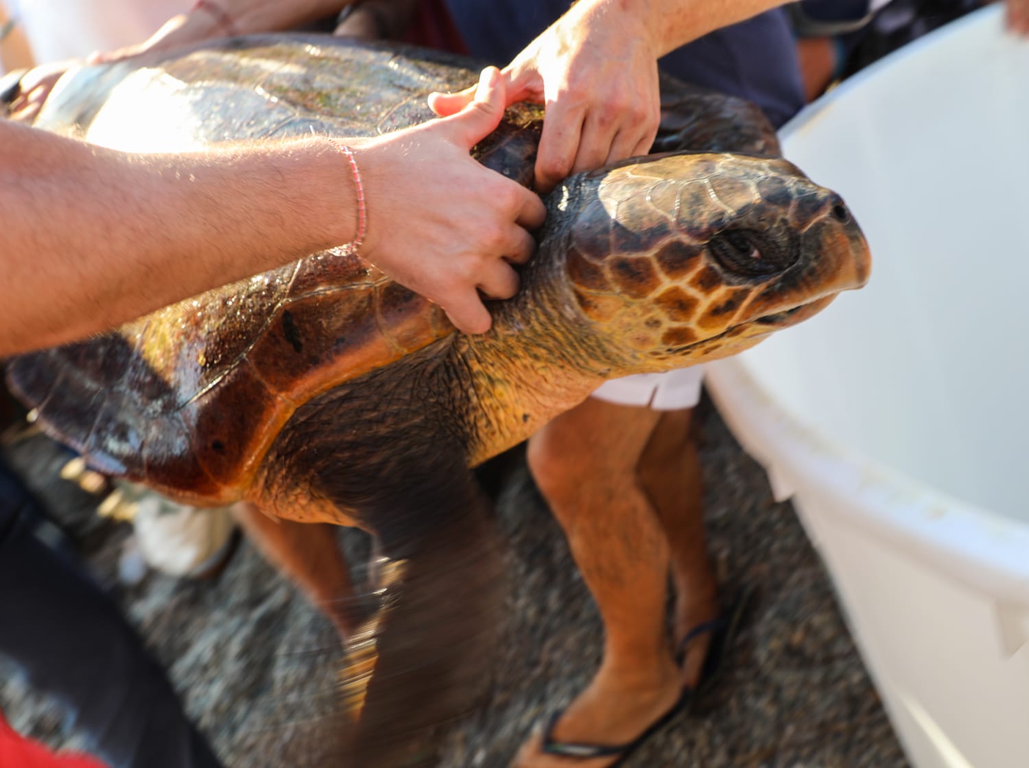 Liberata Carmen, la prima tartaruga Caretta caretta del nuovo Centro di Primo Soccorso di Messina (VIDEO)