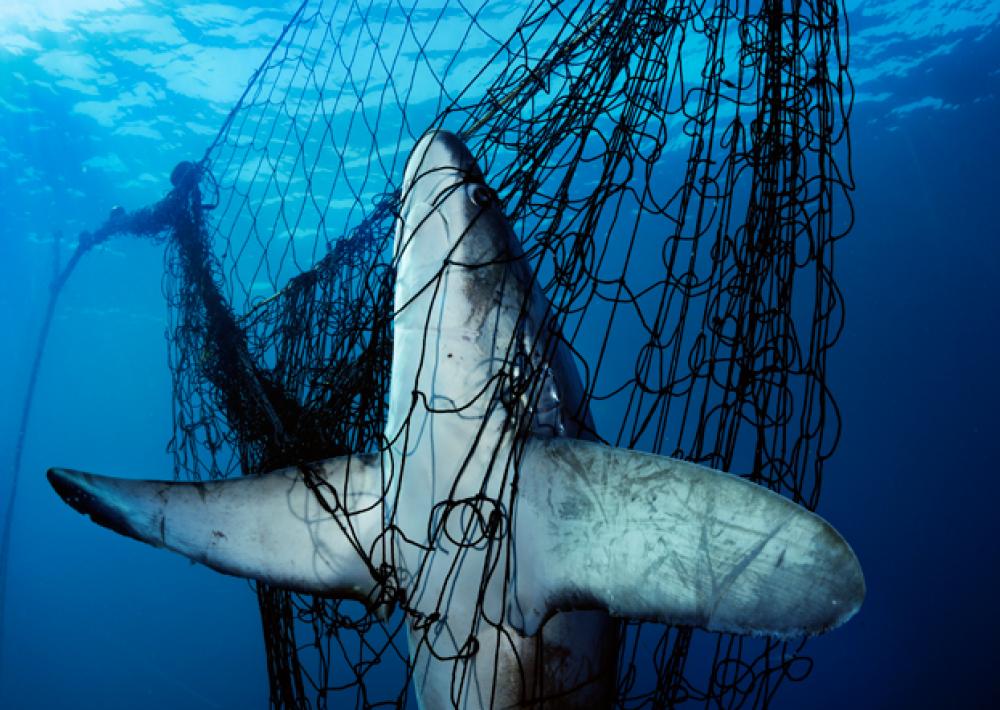 Che cos’è il bycatch e perché sta mettendo a rischio il Mediterraneo