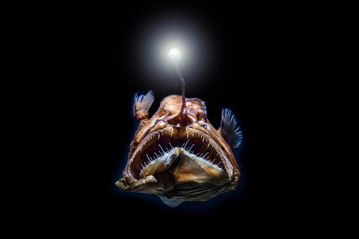 6 creature marine da conoscere ad Halloween