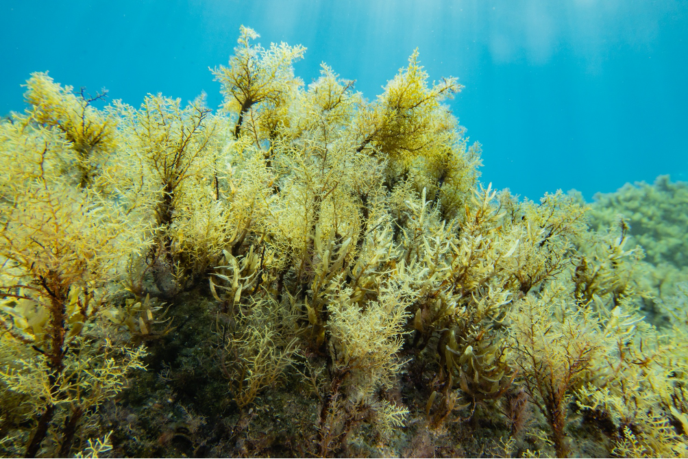 Cilento, per gli esperti le foreste di alga Cystoseira sono «in ottimo stato»