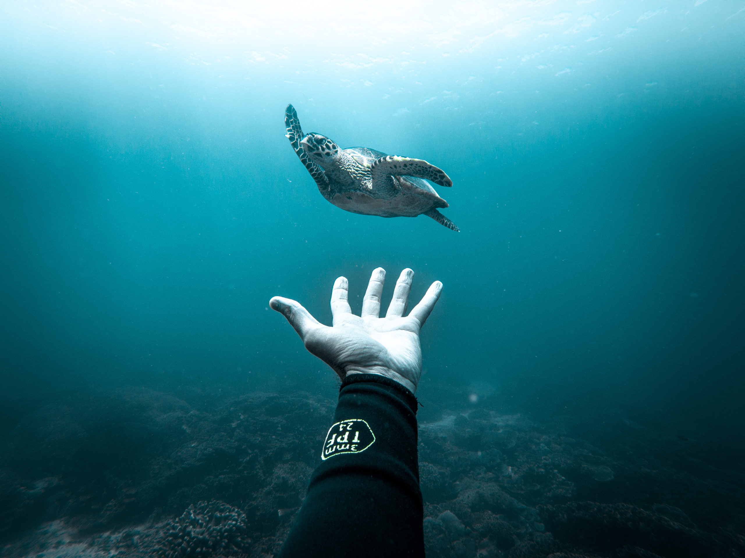 Ocean Film Festival Italia 2020: fino al 12 dicembre tutti i segreti del mare direttamente a casa