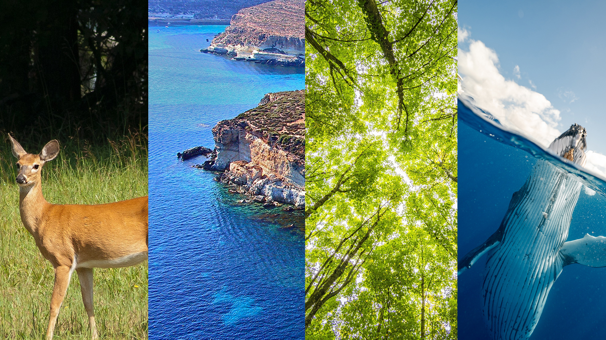 L’ambiente nella nostra Costituzione, grande soddisfazione per la proposta votata nella Commissione Affari costituzionali del Senato