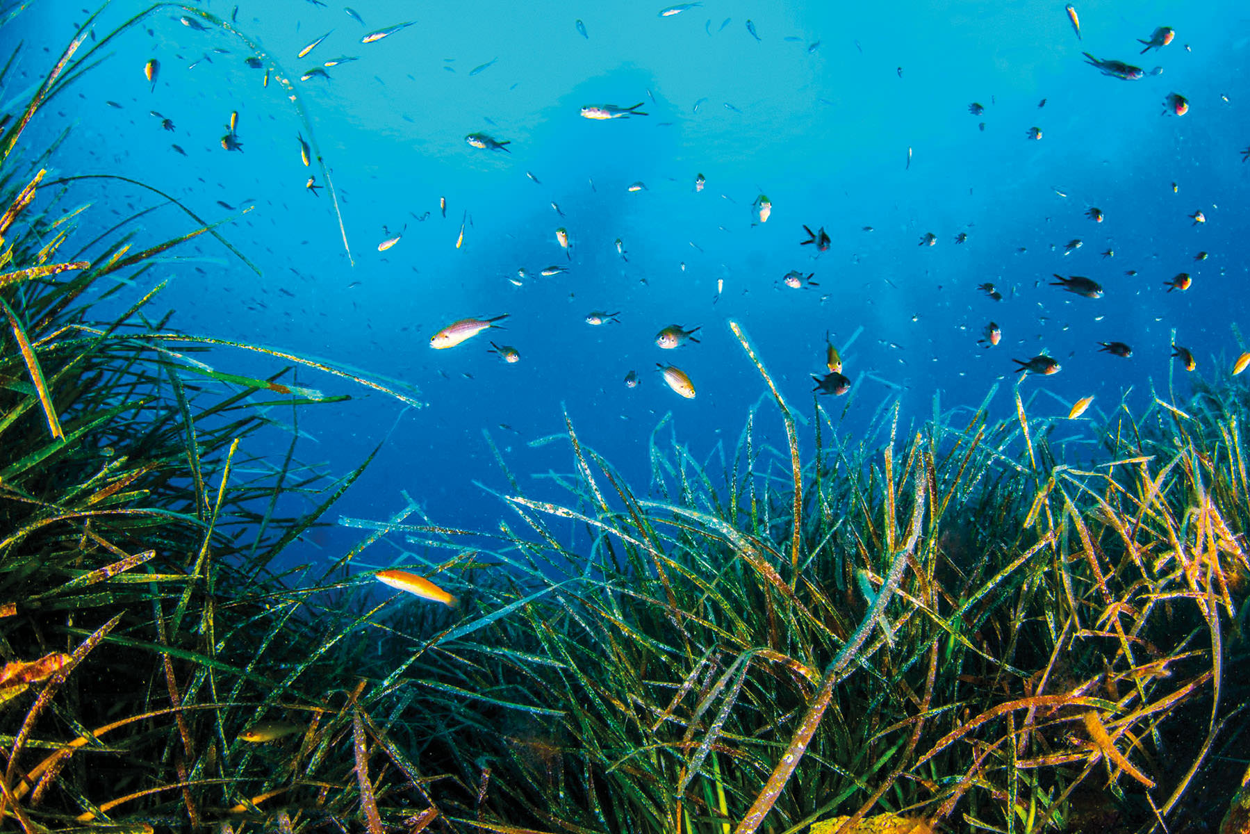 Il Mediterraneo che vogliamo