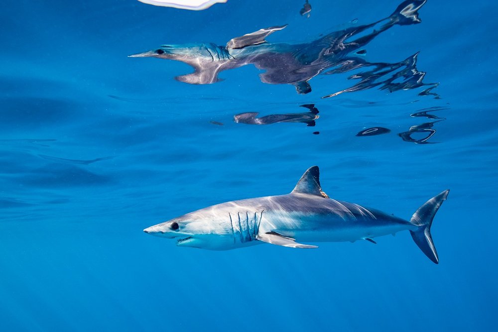 La Spagna vieta il commercio di squalo mako