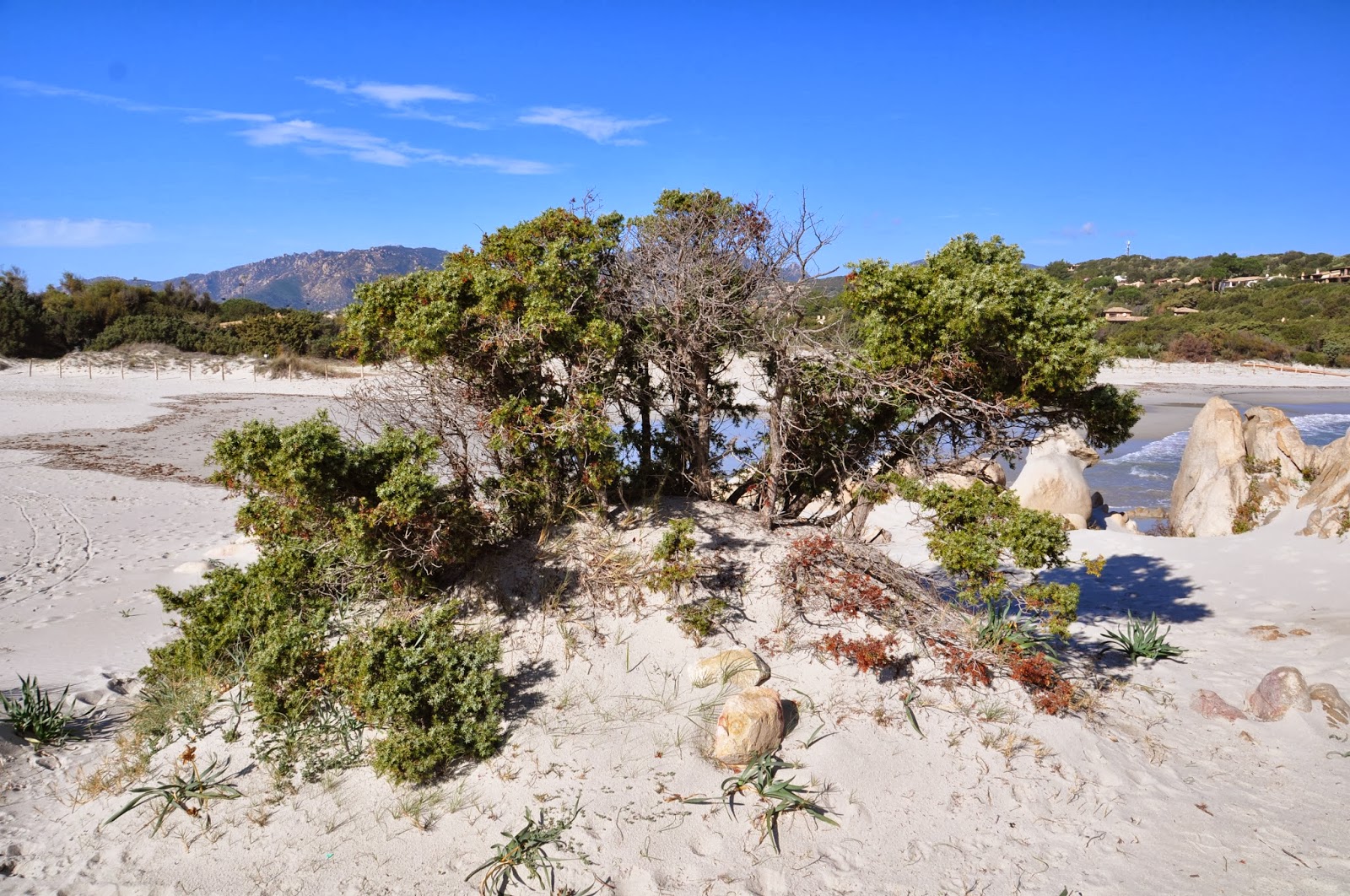 La vegetazione della spiaggia