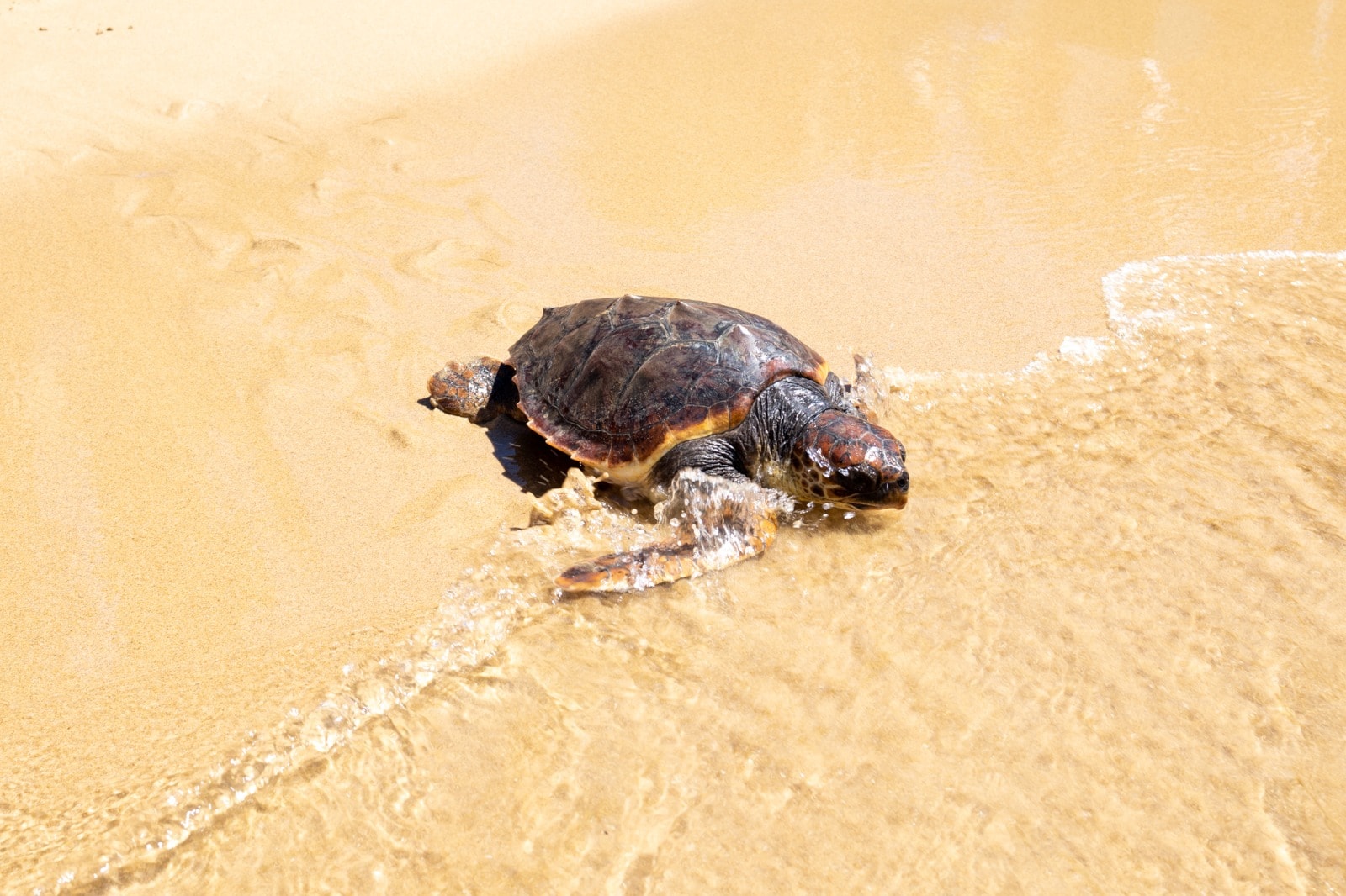 La tre giorni di Marevivo per celebrare la Terra
