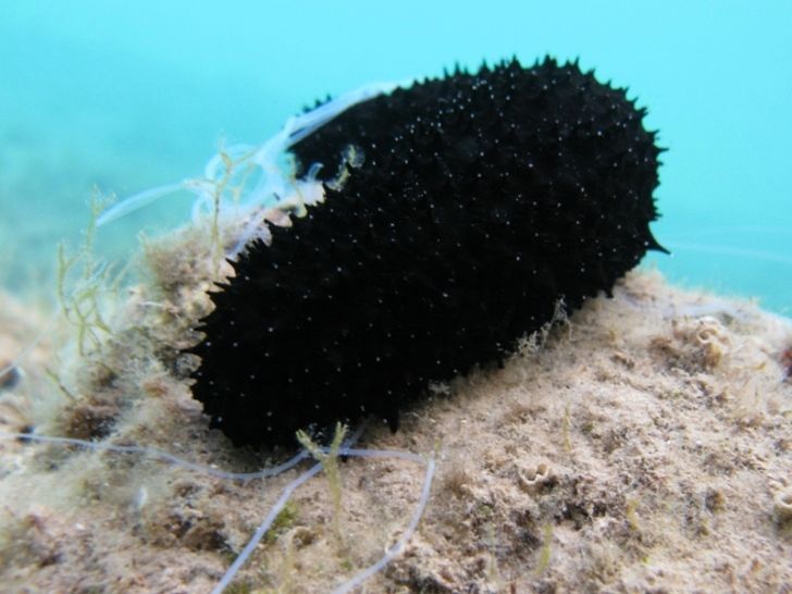 Inizia un buon anno anche per le oloturie