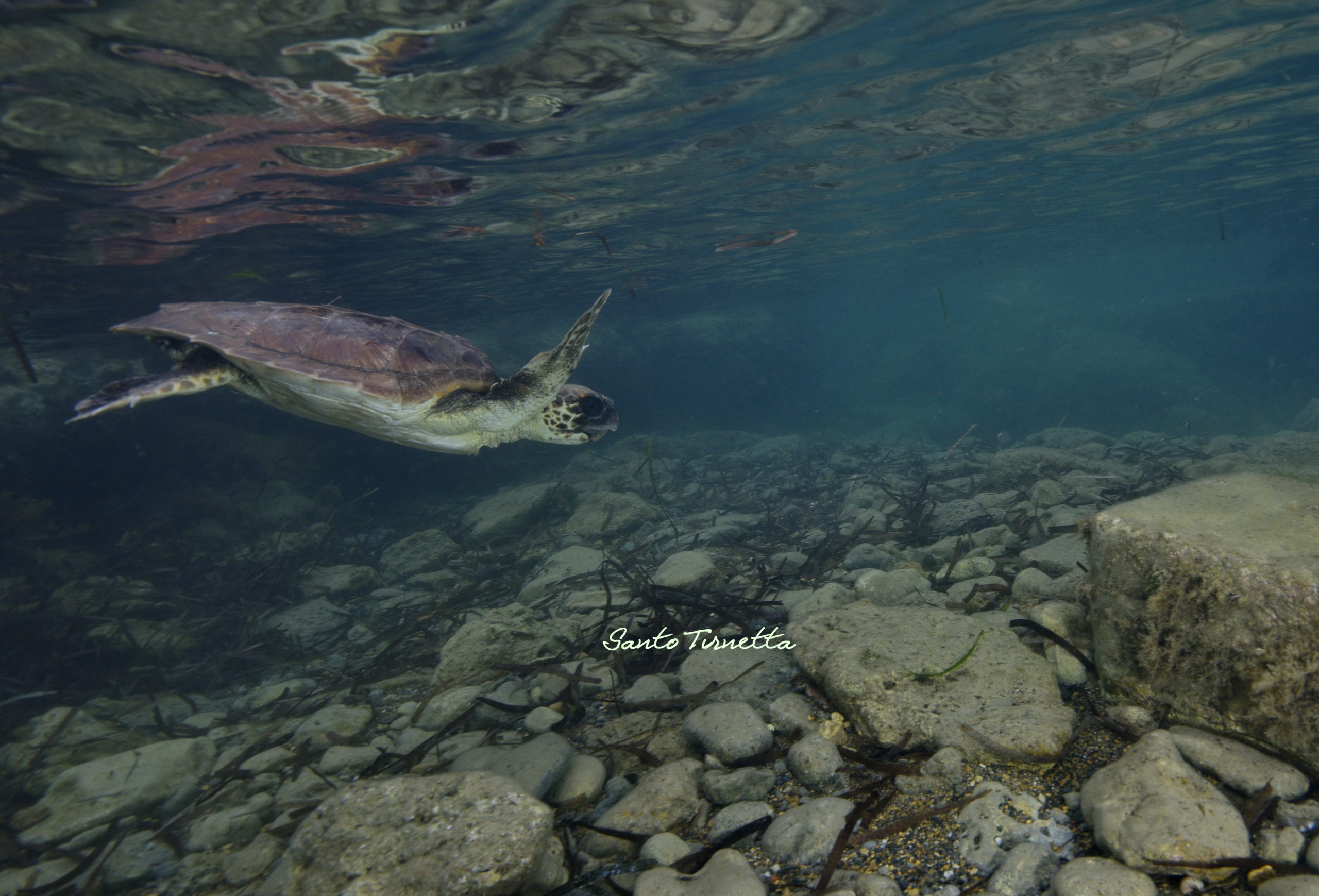 Sciacca, liberate in mare due tartarughe marine salvate