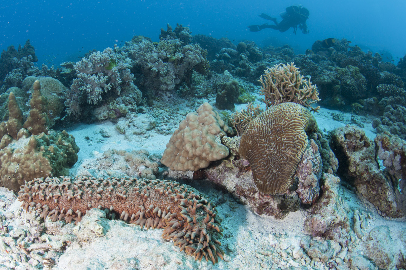 Rinnovato per il 2021 il divieto di pesca delle oloturie