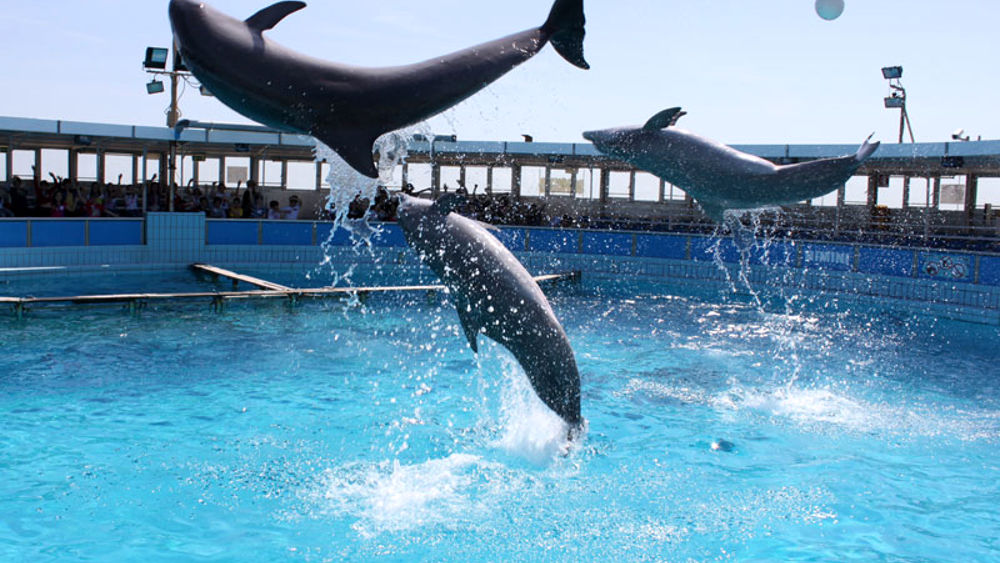 Delfinario di Rimini: il riesame conferma il sequestro