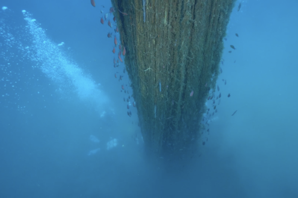 MAREVIVO02 MAREVIVO02