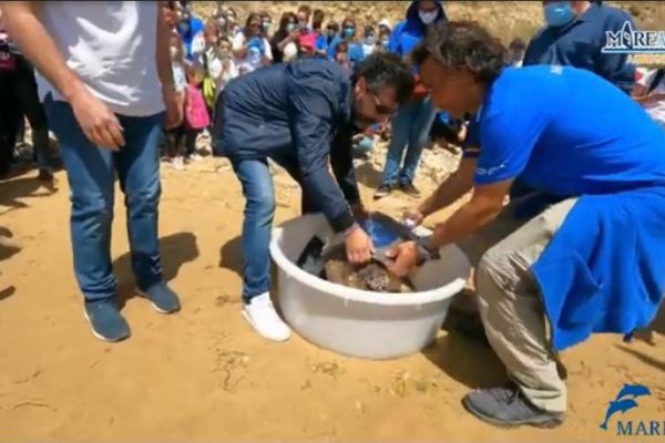 Tartaruga 2 Tartaruga 2