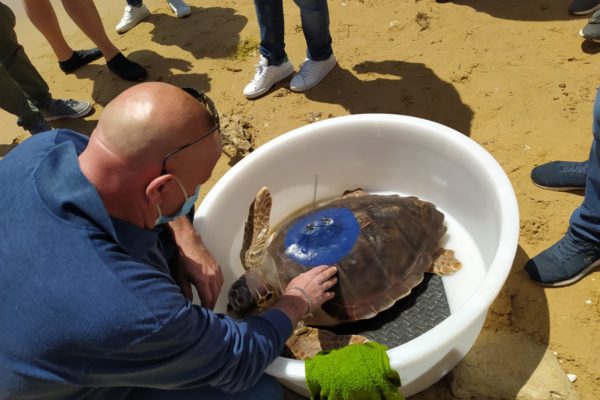 Tartaruga 3 Tartaruga 3