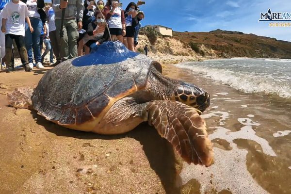 Tartaruga 4 Tartaruga 4