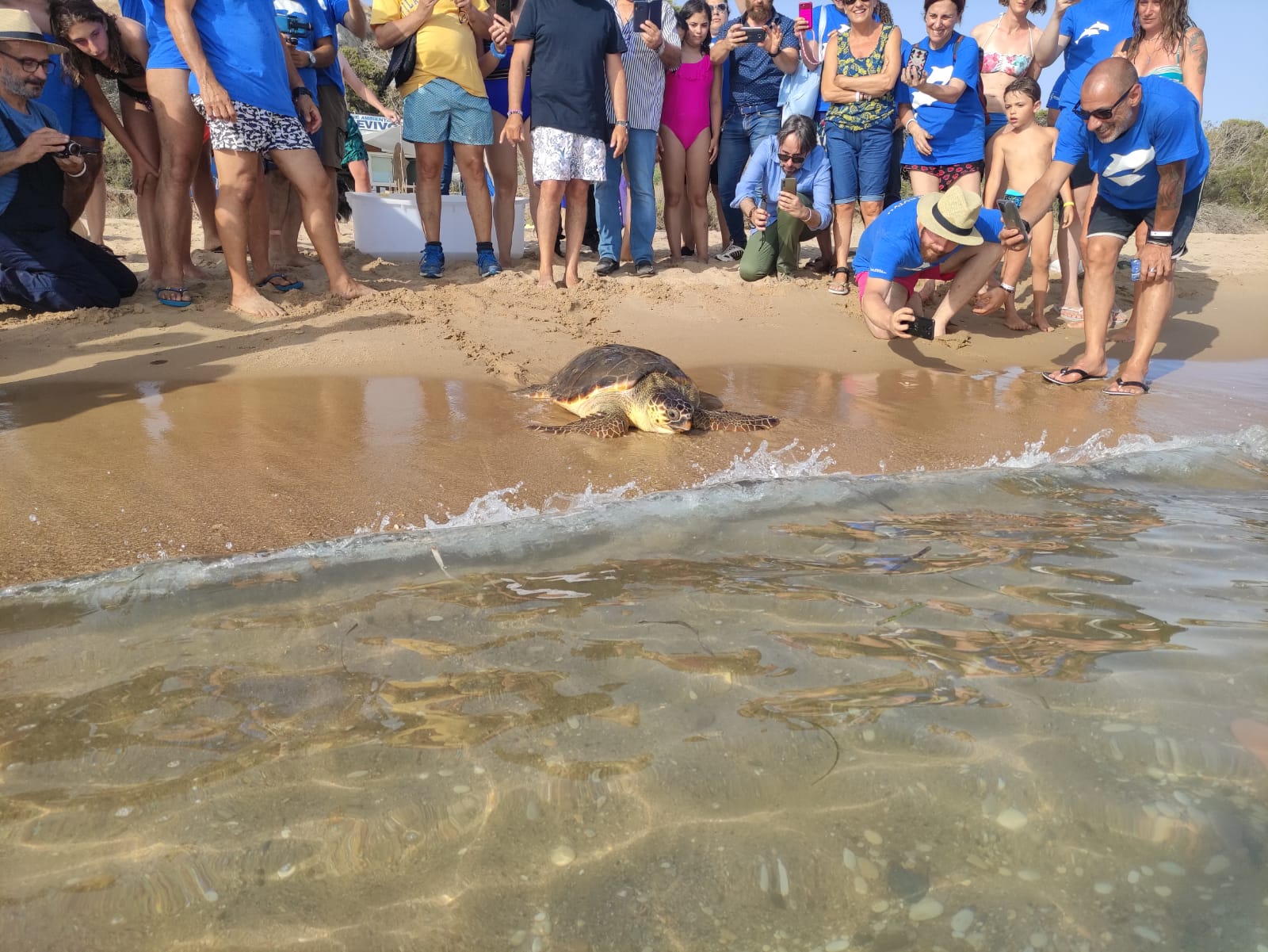 A Eraclea Minoa è stata liberata un’altra tartaruga marina della specie Caretta caretta