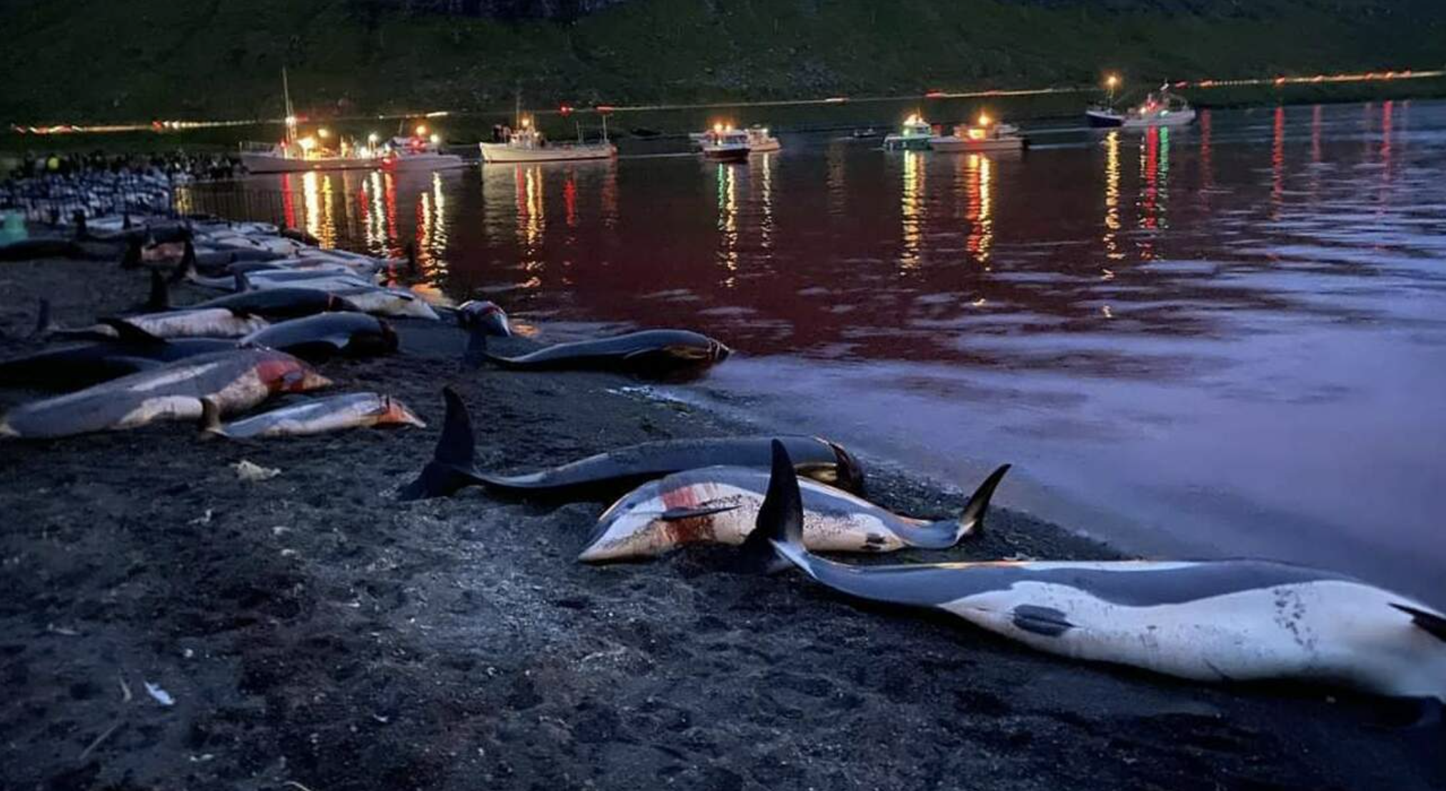 Alle Isole Faroe sono stati uccisi 1428 delfini. «La più grande mattanza della storia faroese»