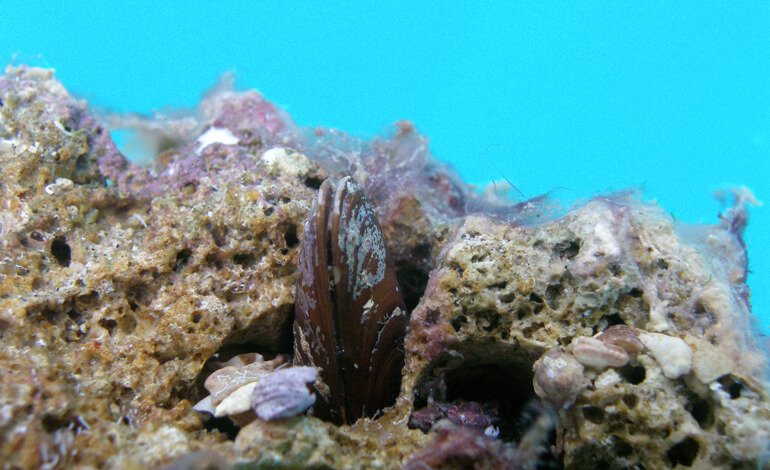 Pesca illegale, come le leggi a tutela dell’ambiente fermano i «ladri di mare»