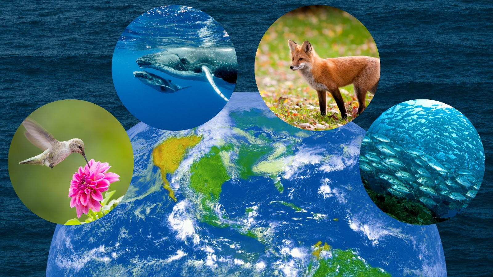 Marevivo: grazie Presidente a nome dell’ambiente e delle future generazioni