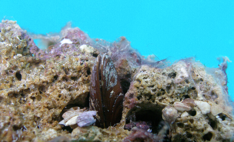 Marevivo parte civile al processo contro i pescatori di datteri di mare