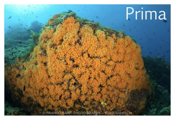 E8f081dc 988a 4ae6 A832 58a8887e692e 2