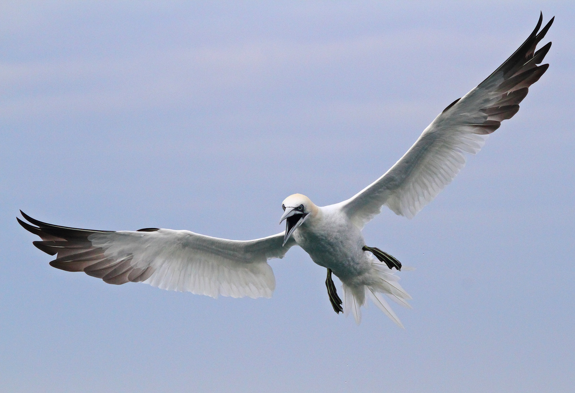 Trovato dai volontari di Marevivo un esemplare di Sula sulle spiagge di Milazzo