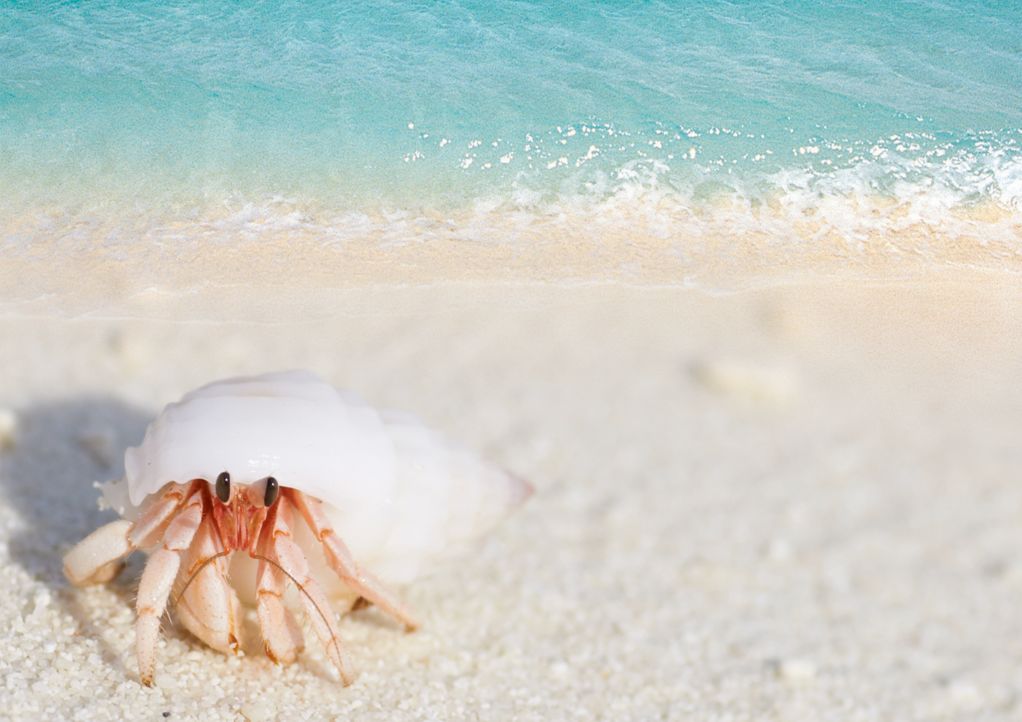 Riparte la campagna nazionale di Marevivo “Adotta una spiaggia”