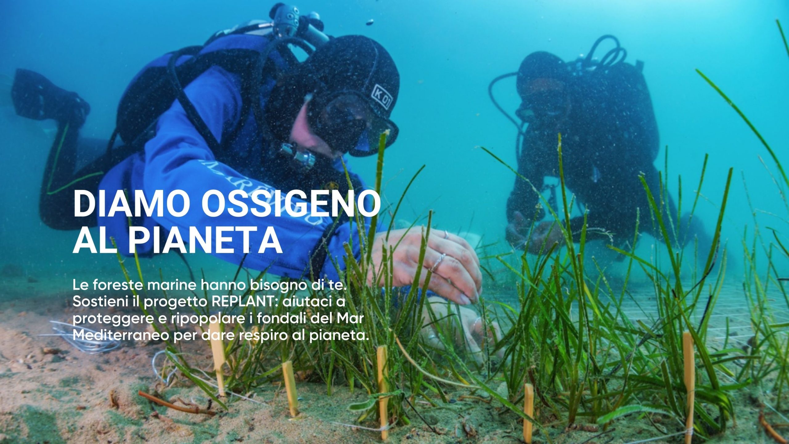 RePlant – Let’s Protect and Replant Sea Forests