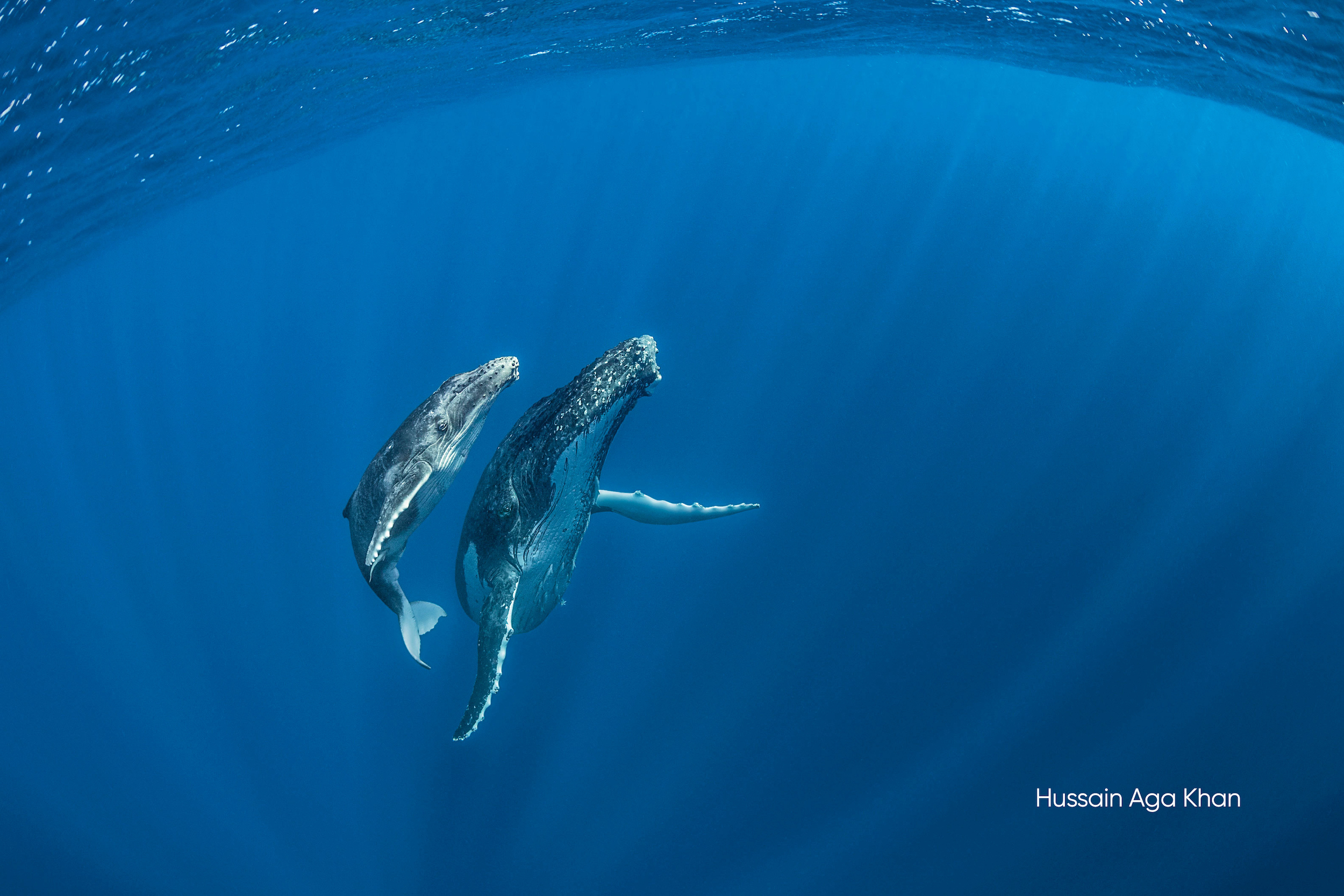 Sordo come un pesce?