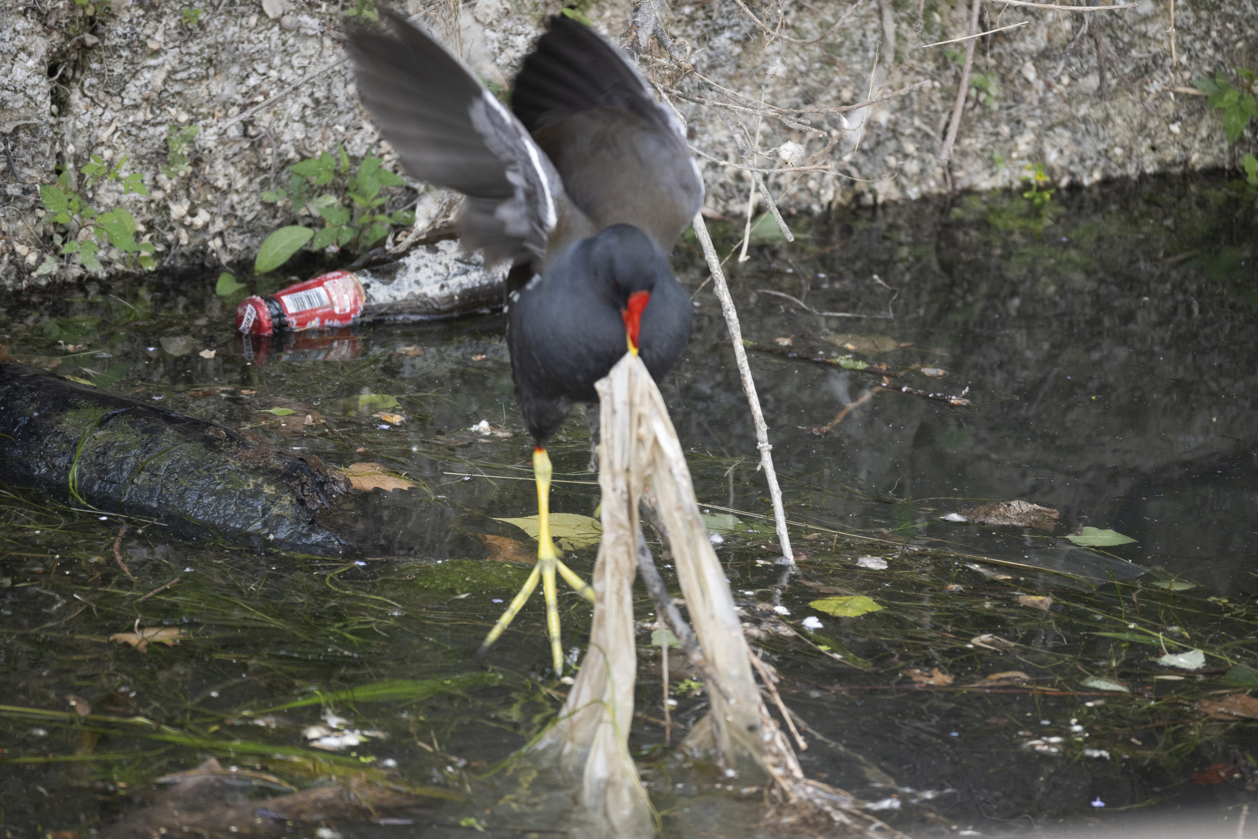 Un nido di plastica sul Tevere