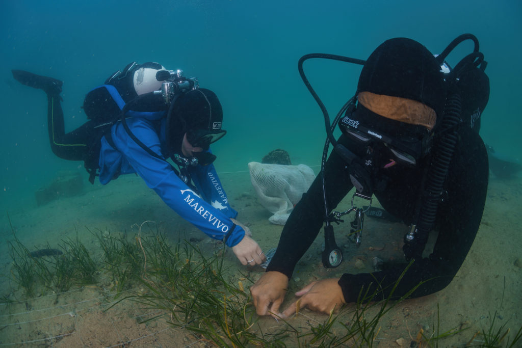 DSC9015 Sel Standard