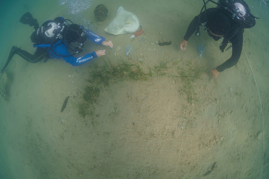 DSC9019 Sel Standard