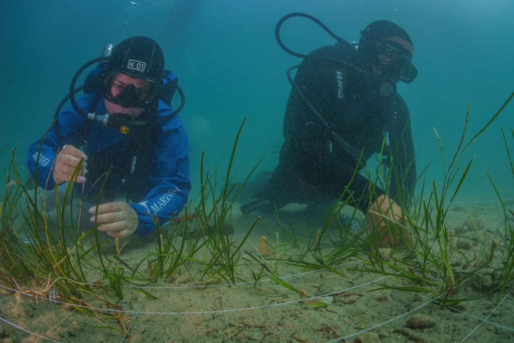 DSC9030 Sel Standard