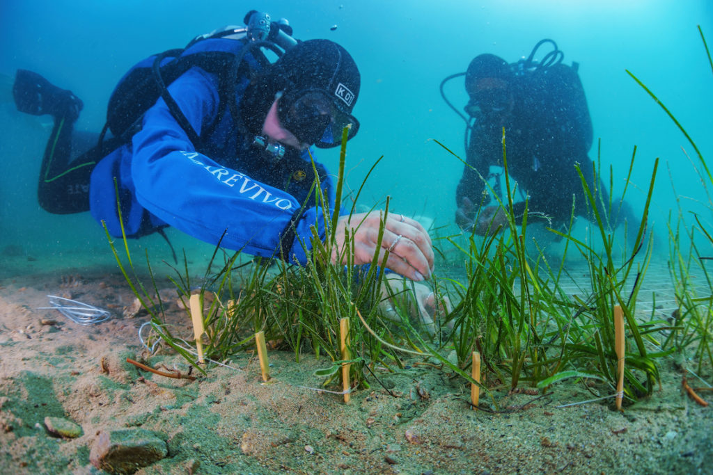 DSC9038 Sel Standard