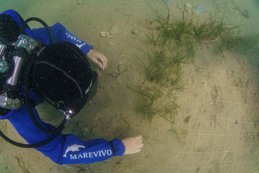 DSC9054 Sel Standard