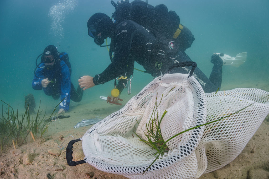 DSC9060 Sel Standard