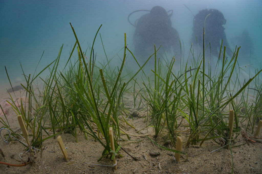 DSC9141 Sel Standard