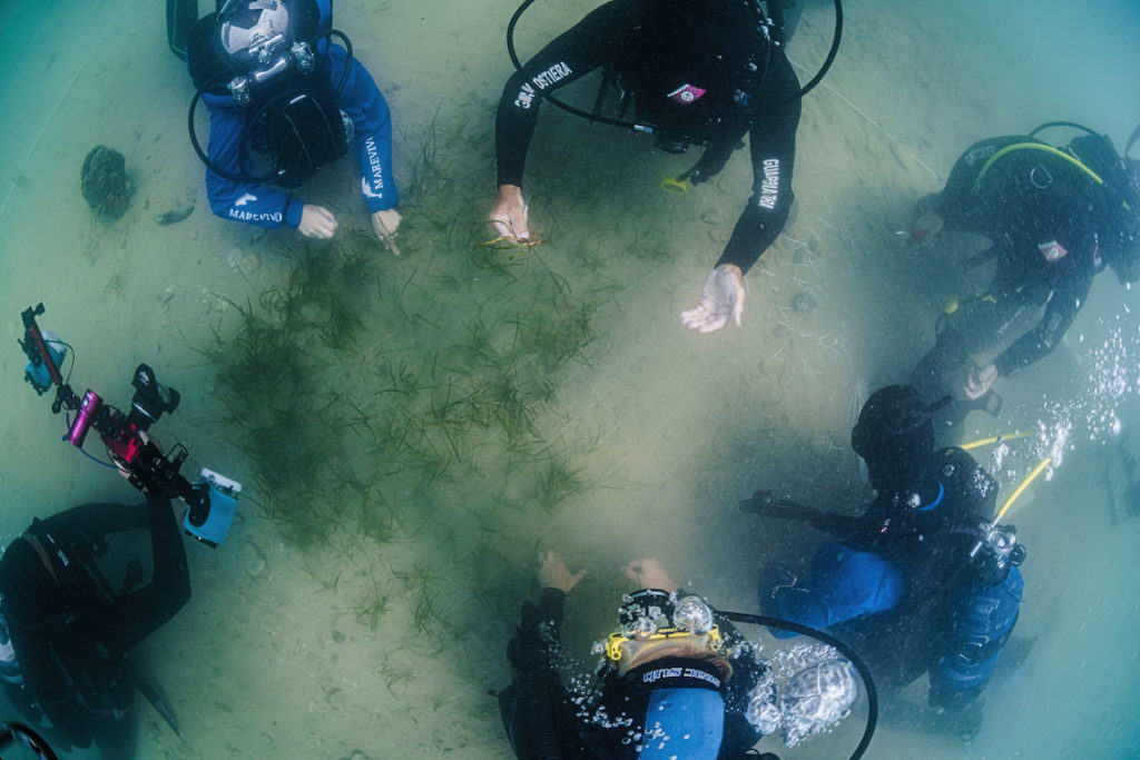 DSC9218 Sel Standard